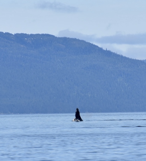 Coho Salmon Fishing near Admiralty Island